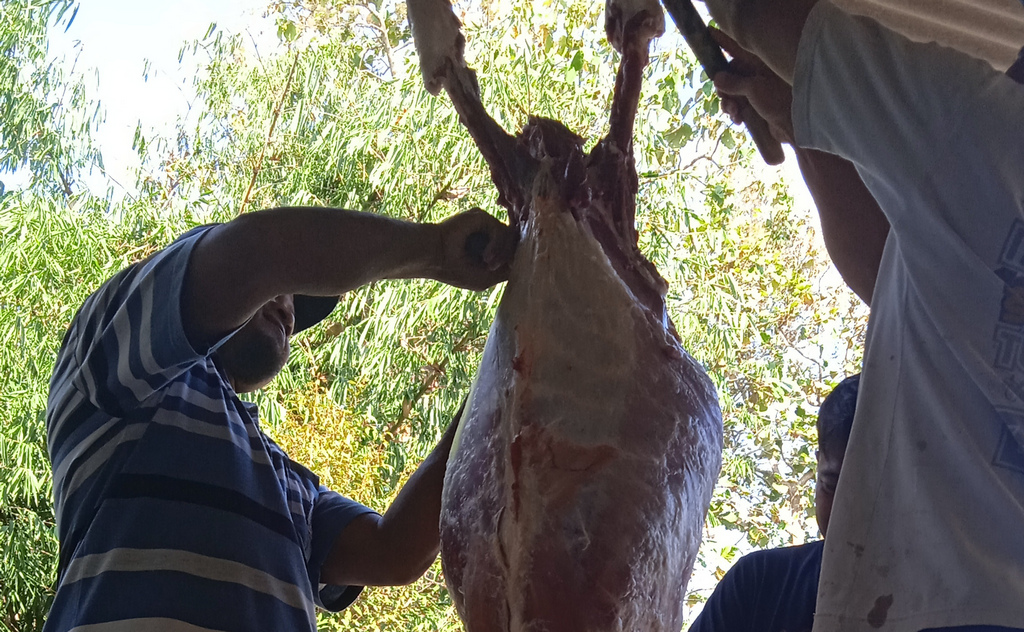 Umur Kambing Aqiqah