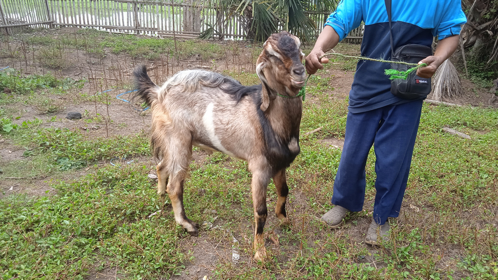 Perbedaan Aqiqah dan Qurban