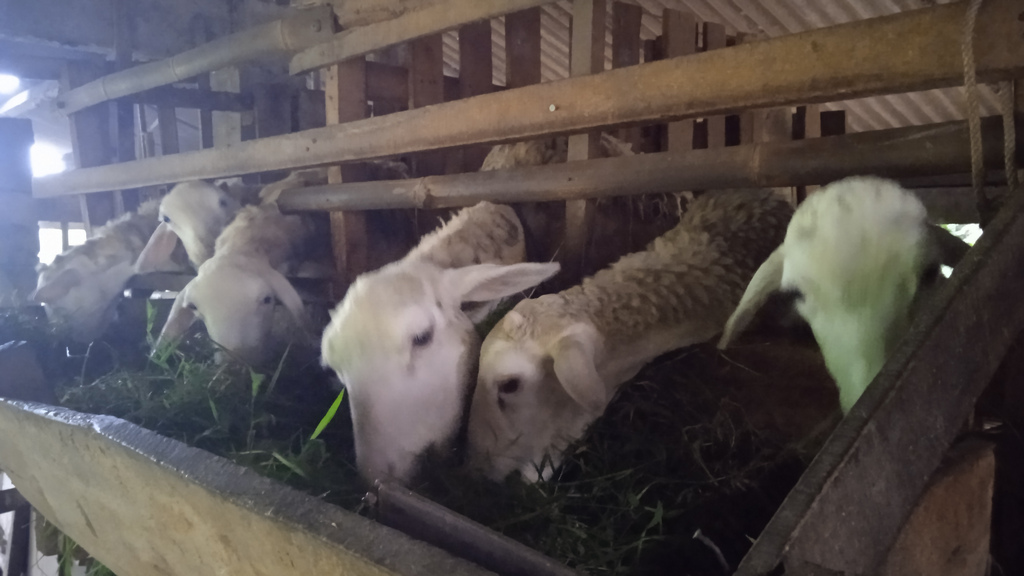 Syarat Kambing Aqiqah