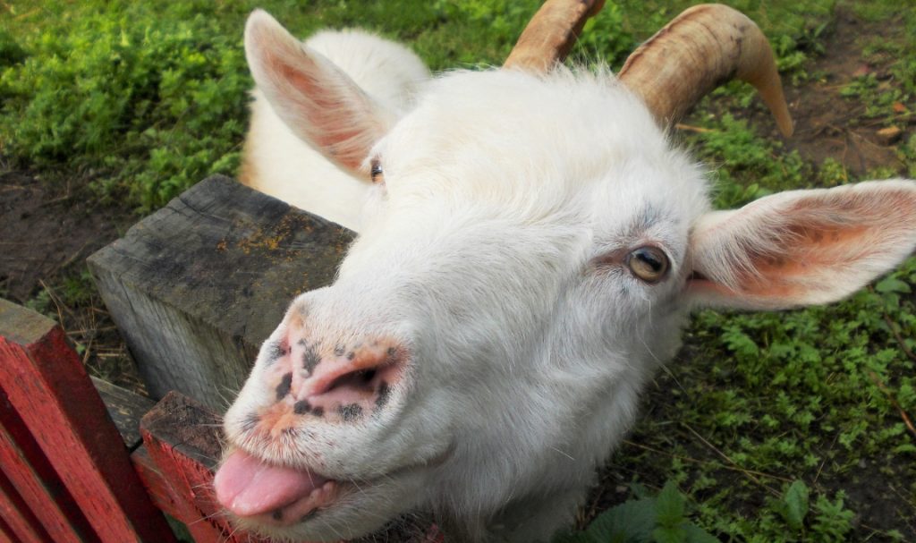 Aqiqah untuk Diri Sendiri