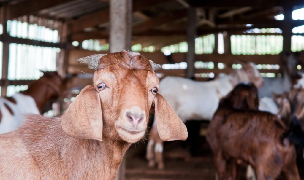Cara Menghitung Hewan Aqiqah
