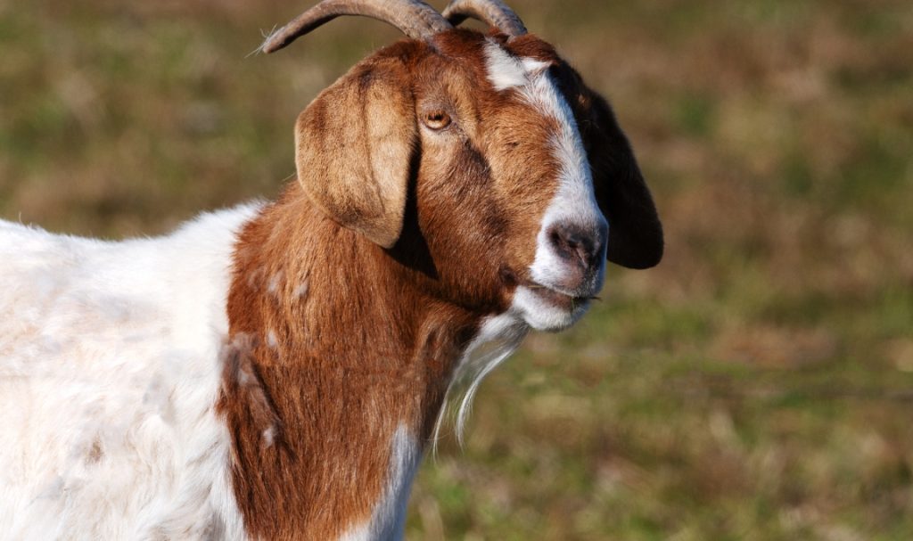 Hukum Memberikan Daging Aqiqah kepada Non-Muslim