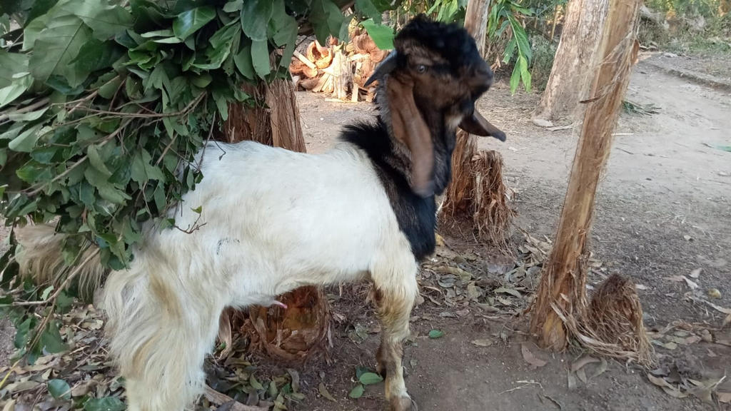 Manfaat Menggunakan Jasa Aqiqah