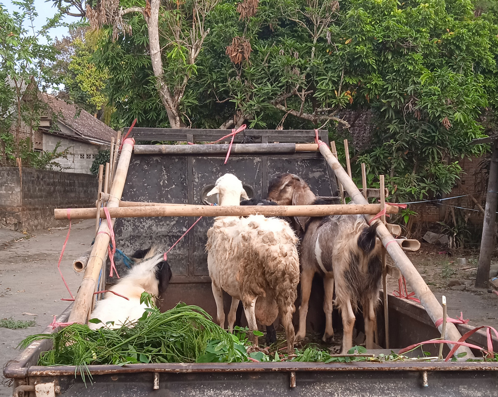 Membagikan Daging Aqiqah
