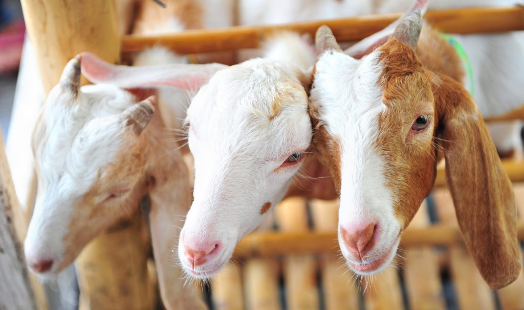 Kenapa Aqiqah Harus dengan Kambing